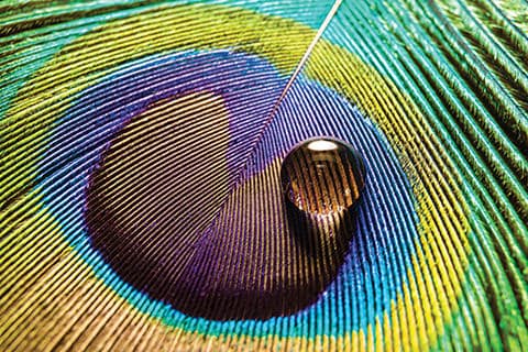 Peacock feather Peacock feather image