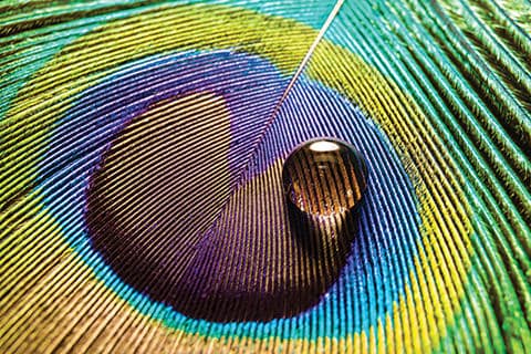 Peacock feather image